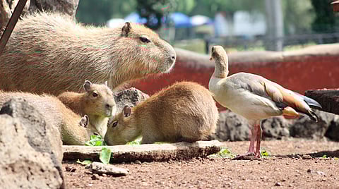 En el Zoológico son alrededor de 400 especies y más de 2 mil animales (Foto Facebook: Zoológico de Morelia)