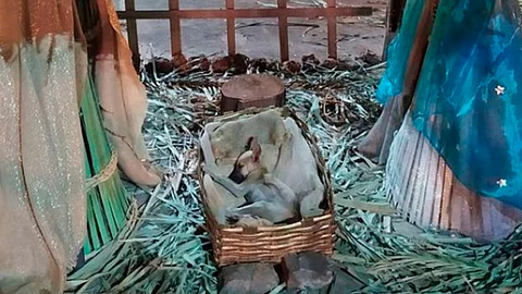 El perrito en las imágenes que se viralizaron luce cómodamente en el pesebre (Foto: Twitter/MtyFollow)
