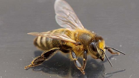 Hay estudios que demuestran que la planta Cannabis Sativa puede atraer hasta a 16 especies de abejas (Foto ilustrativa: pixabay)