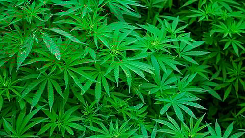 El estado cuenta con las condiciones para ser una potencia mundial en la siembra de cáñamo o cannabis industrial (Foto: canaldelcongreso.gob)