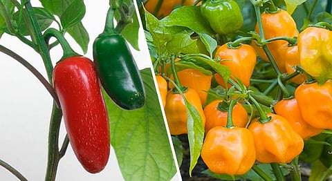 Michoacán se ubican como el 7° productor nacional (Foto Especial)