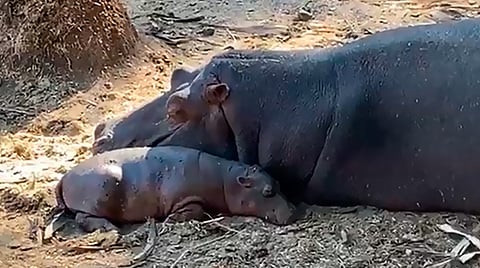 El hábitat favorita del hipopótamo son las agua profundas (Fotograma: Zoológico de Morelia)