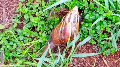 Senasa confirmó la presencia de caracoles gigantes africanos (Achatina fulica) en la ciudad Misionera de Eldorado (Foto: Senasa)