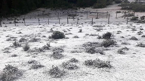 El Servicio Meteorológico Nacional pronosticó temperaturas muy frías en zonas altas del estado de Michoacán (Foto: Mariposa Monarca Santuario Sierra Chincua – Oficial)