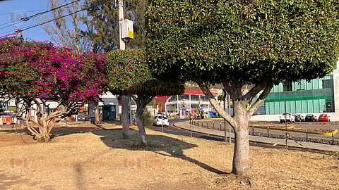 Los árboles serán trasladados a la Dirección de Parques y Jardines para generar composta (Foto: Marco Santoyo)
