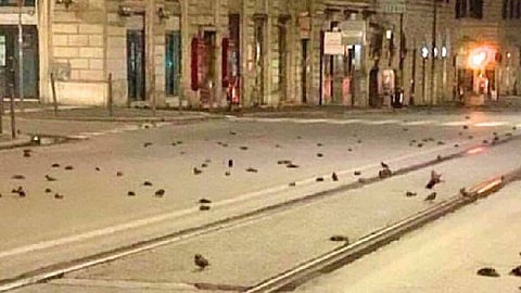 Mueren cientos de pájaros tras fuegos artificiales de Año Nuevo en Roma