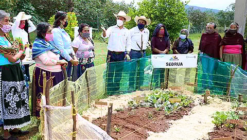 El objetivo es recuperar la fertilidad y la nutrición de los suelos para lograr una mejor productividad de granos, frutos y hortalizas (Foto Cortesía)