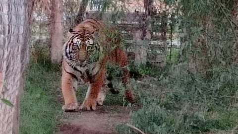 En el lugar se aseguraron una leona y dos tigres de bengala (Foto: cortesía)
