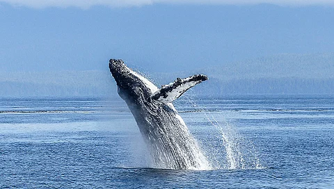 Según los biólogos de la Semaccdet, esta especie cada año viaja para alimentarse y reproducirse y es común verlas en la Costa michoacana (Foto Pixabay.com)