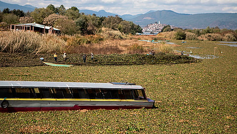 Avanzan los trabajos para retirar el lirio acuático del Lago de Pátzcuaro