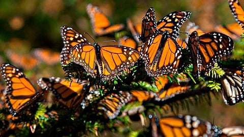 Cierra el santuario de la mariposa Monarca El Rosario, en Michoacán