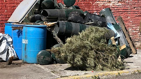 Buscan reciclar árboles navideños para trasformarlos en composta