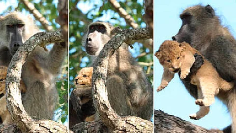 Mono roba a cachorro de león y luego recrea escena del Rey León