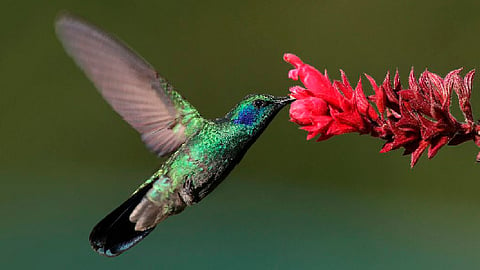 Ni globos ni colibríes este 14 de febrero “Día del Amor y de la Amistad”