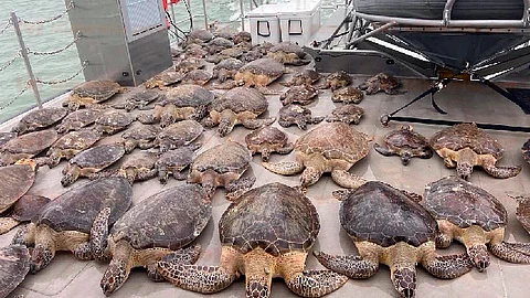De no ser rescatadas, las tortugas marinas hubieran permanecido varadas inmóviles (Foto FB: Biolovers)