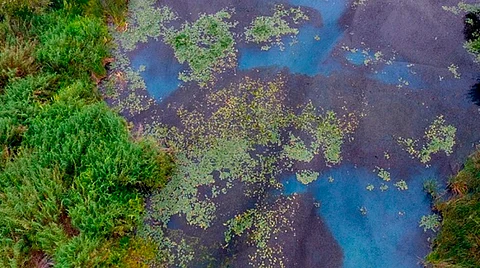 El 2 de febrero se festeja el Día Mundial de los Humedales, que recuerda la importancia de su conservación (Foto: Semaccdet)