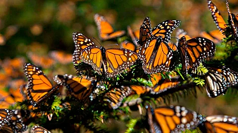 Disminuye 26% presencia de mariposas Monarca en Michoacán y Edomex