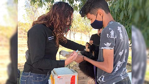 El propósito es acercar dichos servicios y así evitar que perros y gatos contraigan enfermedades que ponga en riesgo su salud (Foto Cortesía)