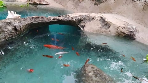 Los jóvenes llenaron su estanque con plantas acuáticas y trajeron decenas de peces (Foto Facebook: Emanuel Chay)