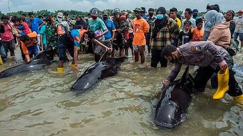 Rescatan a ballenas varadas por segunda vez en Nueva Zelanda