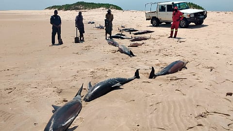 Hallan más de 100 delfines muertos en un parque nacional en África