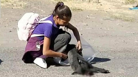 "Fue una escena muy penosa ver a la niña tan triste por la experiencia de ver tan lesionado a su mascota", se lee en la publicación (Foto Facebook: Grupo Tigres)