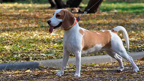 Pueden identificar el "olor a corona" (Foto: ilustrativa/Pixabay)