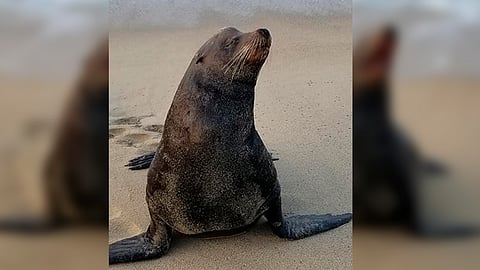 El nuevo visitante causó asombro entre los lugareños de esta costa michoacana (Foto: FB/Bautista Mario)