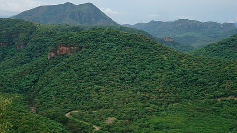 Los bosques, indispensables para la permanencia de los sistemas lacustres que nos dan identidad (Foto: cortesía)