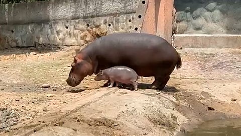 Para ingresar al parque es necesario que portes tu cubrebocas (Fotograma FB: Zoológico de Morelia)