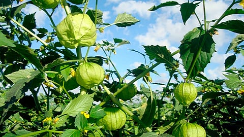 Los principales puntos de cultivo son: Tuxpan, Ecuandureo, Zamora, Contepec y Tanhuato (Foto: Cortesía)
