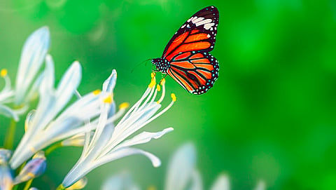 Degradación de los bosques, factor en menor incidencia de mariposas Monarca