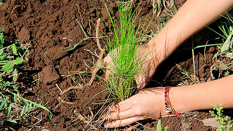 El programa busca motivar a ciudades y poblaciones a integrar la plantación de árboles a su desarrollo urbano y así tener entornos saludables y sustentables (Foto: Cortesía)