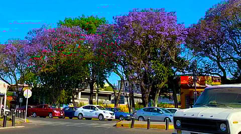 Las primeras flores ya brotaron (Foto: Cynthia Arroyo)