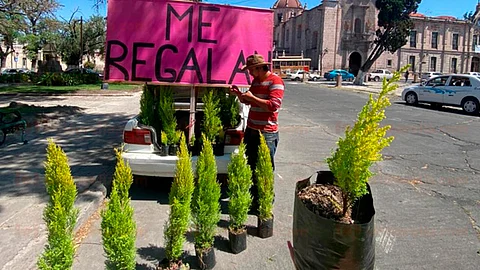 Moreliano pide apoyo voluntario a cambio de un arbolito