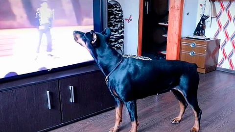 Hasta el momento el video alcanzó 2 millones de reproducciones y más de 200 mil likes (Foto TikTok: dobermanvega)