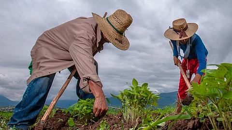 No se especificó qué preparado se les aplicará (Foto: Sader)