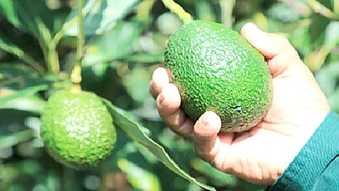 Este fruto se exporta a 43 países del mundo, principalmente a EU, Canadá, Rusia, China, Japón, Singapur, España y El Salvador, por mencionar algunos (Foto Cortesía)