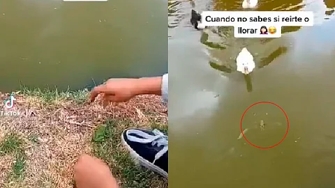 El niño no contaba con que cerca había un pato, que marcó el final de la rana (Fotograma/@YoFermina
)