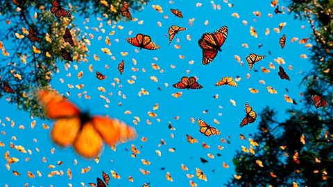 Esta temporada otoño-invierno 2020-2021 se registró una reducción del 26 por ciento (Foto Facebook: Santuario El Rosario de la Mariposa Monarca)