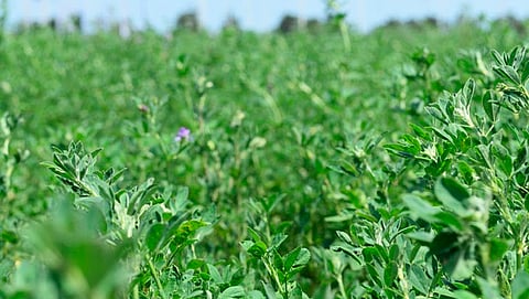 Produce Michoacán casi 362 mil toneladas de alfalfa