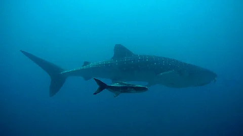 Hombre se declara culpable de tener tiburones en su piscina para su venta