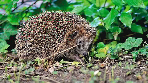 Los internautas tomaron con humor el ingenio de los cuidadores del zoológico (Foto ilustrativa: pixabay)