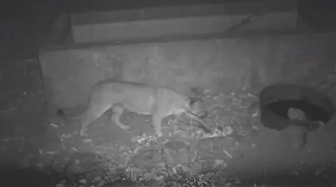 En el video se aprecia al felino tomar agua de un recipiente (Foto: Captura de video)