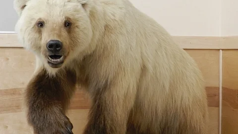 Las especies híbridas pueden estar en el proceso de seleccionar los mejores rasgos, tanto del oso polar como del oso pardo (Foto: reinoanimalia.fandom.com)