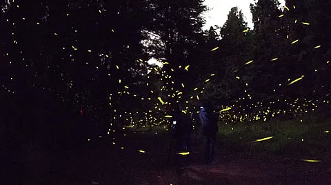 En las visitas deberán seguirse los protocolos sanitarios (Foto: Comisión Nacional Forestal)