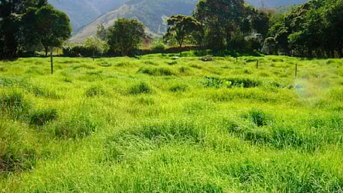 En México se cosechan 51 millones 064 mil 027 toneladas de pasto (Foto: cortesía)