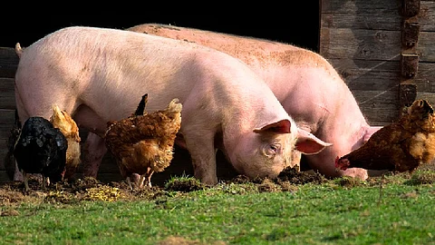 La Peste Porcina Africana es una grave enfermedad viral altamente contagiosa que afecta a los cerdos domésticos y silvestres (Foto ilustrativa: pixabay)
