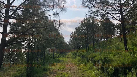 La plaga no ha avanzado en mayor proporción ante la temporada de lluvias (Foto: Marco Santoyo)