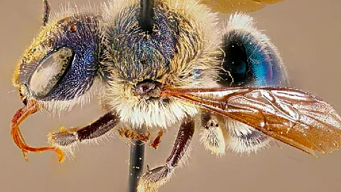 Las extrañas abejas azules son difíciles de encontrar debido a que son una especie "altamente especializada y localizada" (Foto: Florida Museum)